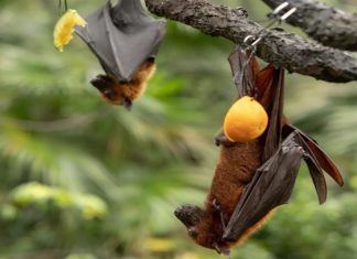 bat-fruit