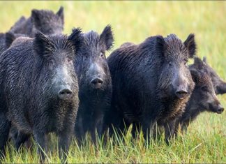 Wild Boar