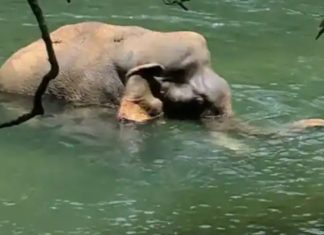 ആറളത്ത് കൊമ്പനാന ചരിഞ്ഞത് ശ്വാസകോശത്തിലും കരളിലുമേറ്റ മുറിവ് മൂലം wilde elphant death-kannur