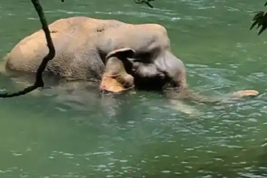 wilde elphant death wilde elphant death-kannur