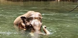 ആറളം ഫാമിൽ കൊമ്പനാന ചരിഞ്ഞ സംഭവം; അന്വേഷണം ആവശ്യമില്ലെന്ന് ഡിഎഫ്ഒ