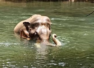ആറളം ഫാമിൽ കൊമ്പനാന ചരിഞ്ഞ സംഭവം; അന്വേഷണം ആവശ്യമില്ലെന്ന് ഡിഎഫ്ഒ