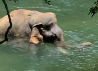 ആറളം ഫാമിൽ ഗുരുതര പരിക്കുകളുമായി കണ്ടെത്തിയ കാട്ടാന ചരിഞ്ഞു