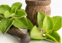 അറിയാം പനികൂര്ക്ക ഇലയുടെ ഔഷധ ഗുണങ്ങൾ panikoorkka-health news