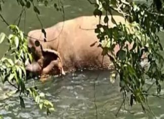 ആറളം വന്യജീവി സങ്കേതത്തിന് അടുത്ത് കാട്ടാനയെ പരിക്കേറ്റ നിലയിൽ കണ്ടെത്തി