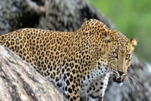 leopard-kills-8-year-old-girl