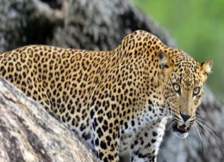 leopard-kills-8-year-old-girl