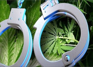 കണ്ണൂർ ടൗൺ കേന്ദ്രീകരിച്ച് കഞ്ചാവ് വിൽപന; രണ്ടുപേർ അറസ്റ്റിൽ Cannabis Case