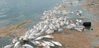 เดชเดฏเตเดฏเดจเตเดจเตเดฐเดฟเตฝ เดซเดพเดฎเดฟเตฝ เดตเดฟเดทเด เดเดฒเตผเดคเตเดคเดฟ เดฎเตฝเดธเตเดฏเดเตเดเดณเต เดเตเดจเตเดจเตเดเตเดเตเดเดฟ; เดเดฃเตเดฃเดฟเดฒเตเดฒเดพเดคเตเดค เดเตเดฐเตเดฐเดค Fish found dead in Kannur