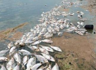 പയ്യന്നൂരിൽ ഫാമിൽ വിഷം കലർത്തി മൽസ്യങ്ങളെ കൊന്നൊടുക്കി; കണ്ണില്ലാത്ത ക്രൂരത Fish found dead in Kannur