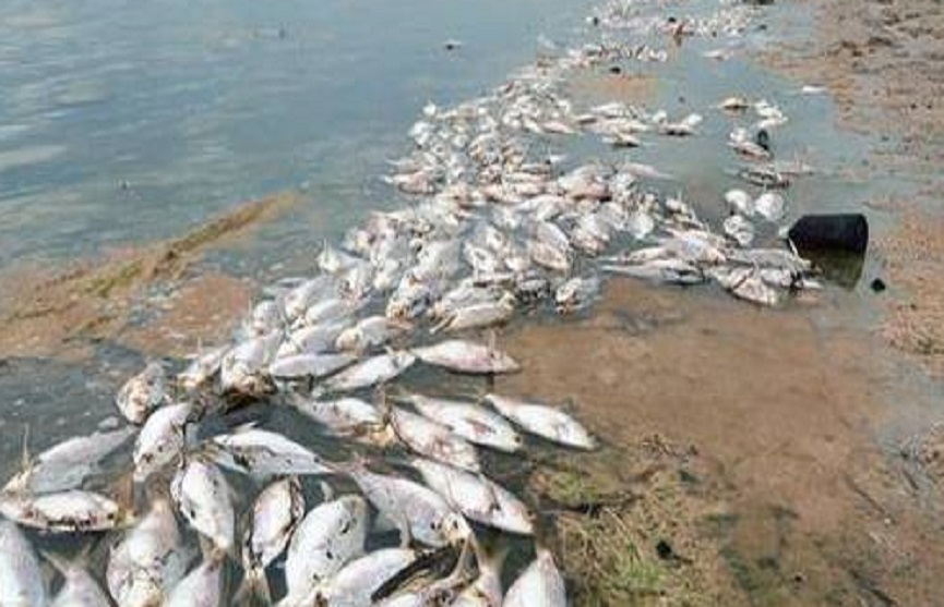 Fish found dead in Kannur Fish found dead in Kannur