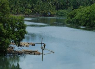 ഇരവഴിഞ്ഞിപ്പുഴയിൽ മൂന്ന് വിദ്യാർഥികൾക്ക് നീർനായയുടെ കടിയേറ്റു iruvanjippuzha