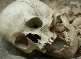 human skeleton
