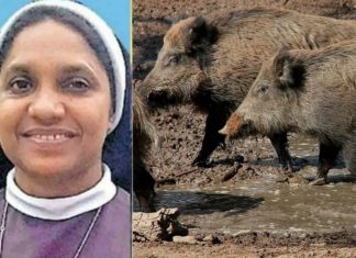 കാട്ടുപന്നിയെ കൊല്ലാന് അനുമതി ലഭിച്ചവരിൽ കന്യാസ്ത്രീയും