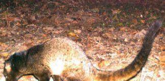 เดจเตเดฒเดเดฟเดฐเดฟเดฏเดฟเตฝ เด
เดชเตเตผเดต เดธเดธเตโเดคเดจเดฟ เดตเดฟเดญเดพเดเดคเตเดคเต เดเดฃเตเดเตเดคเตเดคเดฟ mammal found in Nilgiris