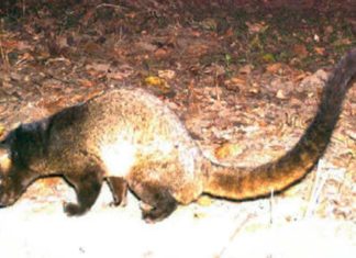 mammal found in Nilgiris