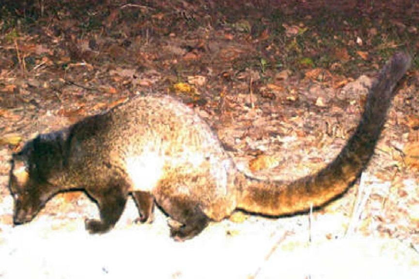 wayanad news mammal found in Nilgiris