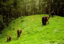 വളർത്ത് മൃഗങ്ങൾക്ക് ഭീഷണി; നെല്ലിയാമ്പതിയിൽ വന്യമൃഗ ശല്യം രൂക്ഷം വളർത്ത് മൃഗങ്ങൾക്ക് ഭീഷണി; നെല്ലിയാമ്പതിയിൽ വന്യമൃഗ ശല്യം രൂക്ഷം