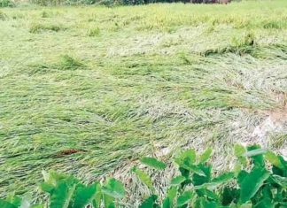 മഴയിൽ ഒലിച്ചുപോയി കർഷകരുടെ പ്രതീക്ഷയും; ചെറുതാഴത്ത് 85 ഹെക്ടർ നെൽക്കൃഷി നശിക്കുന്നു paddy fields are being destroyed