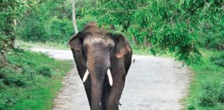 Wild Elephant