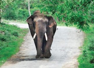 Wild Elephant