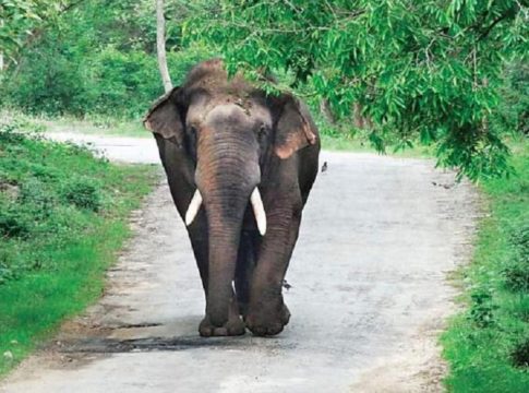 Wild Elephant
