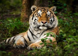 tiger-wayanad