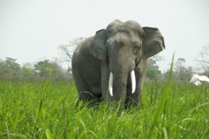 Wild elephant