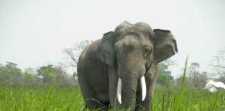 Wild elephant
