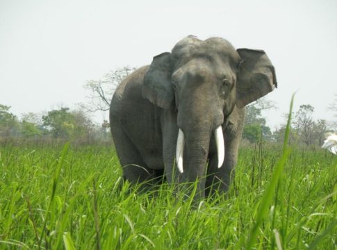 Wild elephant