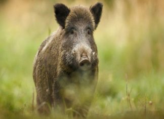 เดนเตเดเตเดเตเดเดคเดฟ เดเดคเตเดคเดฐเดตเต เดจเดเดชเตเดชเดฟเดฒเดพเดเตเดเดฟ; เดเดพเดฐเดถเตเดถเตเดฐเดฟเดฏเดฟเตฝ เดเดพเดเตเดเตเดชเดจเตเดจเดฟเดฏเต เดตเตเดเดฟเดตเตเดเตเดเตเดเตเดจเตเดจเต