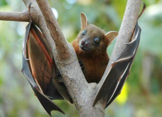 Nipah Bat
