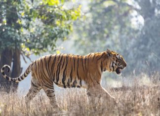 കടുവാ ഭീതിയിൽ തൊവരിമല