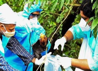 നിപ; സംസ്ഥാനത്ത് കൂടുതൽ ആശ്വാസം, 15 പേരുടെ ഫലം നെഗറ്റീവ് Nipah