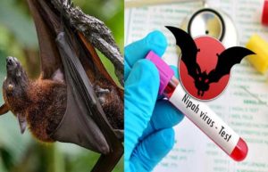 Nipah