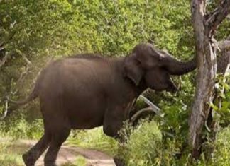 เดเดพเดฑเดกเตเดเตเดเดฏเดฟเตฝ เดเดพเดเตเดเดพเดจเดถเดฒเตเดฏเด เดฐเตเดเตเดทเด; เดจเดพเดฒเต เดเดเตเดเดฑเตเดณเด เดเตเดทเดฟเดฏเดฟเดเดเตเดเตพ เดจเดถเดฟเดชเตเดชเดฟเดเตเดเต