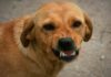 Stray Dog Attack in kozhikode