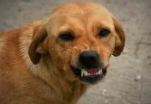 Stray Dog Attack in kozhikode