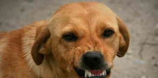 Stray Dog Attack in kozhikode