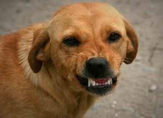 Stray Dog Attack in kozhikode