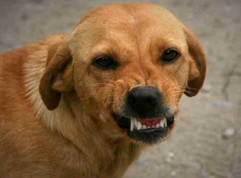 Dog bites baby's head