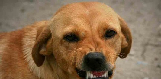 Stray Dog Attack in kozhikode