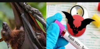 നിപ; സമ്പർക്ക പട്ടികയിൽ കണ്ണൂർ ജില്ലയിൽ നിന്ന് നാലുപേർ