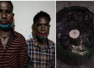 കളക്റ്ററേറ്റ് വളപ്പിലെ ചന്ദനമര മോഷണം; പ്രതികളെ തിരിച്ചറിഞ്ഞു sandalwood theft-wayanad