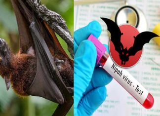 nipah-virus