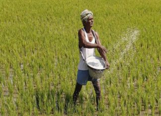 രാസവള ക്ഷാമം; ജില്ലയിലെ കർഷകർ പ്രതിസന്ധിയിൽ
