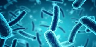 nipah virus-spread-kerala