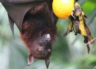 നിപ വൈറസ്; ജില്ലയിൽ കടുത്ത നിയന്ത്രണം- ബേപ്പൂർ ഹാർബർ അടച്ചു Nipah-Virus1