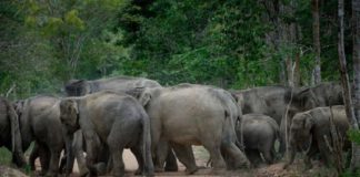 elephant-kasargod