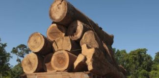 പരിശോധനയില്ല; ജില്ലയില് വ്യാപകമായി മരം കടത്തല് timber-smuggling